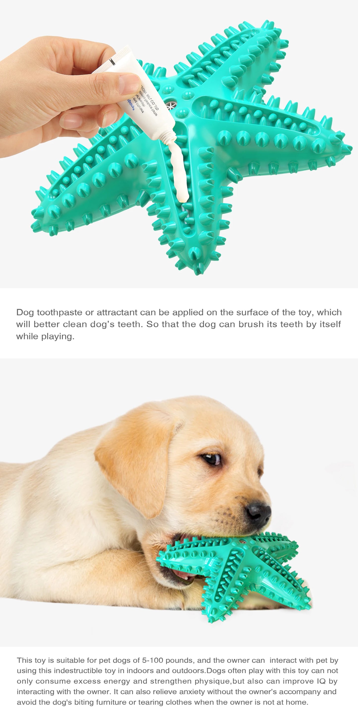 Starfish Squeaky Dog Toy